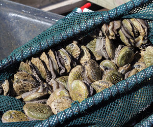 Abalone farming